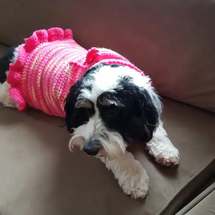 gráfico de roupa pet