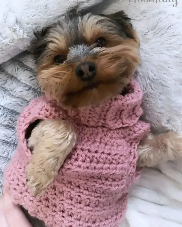 Roupinha de Crochê para Cachorro