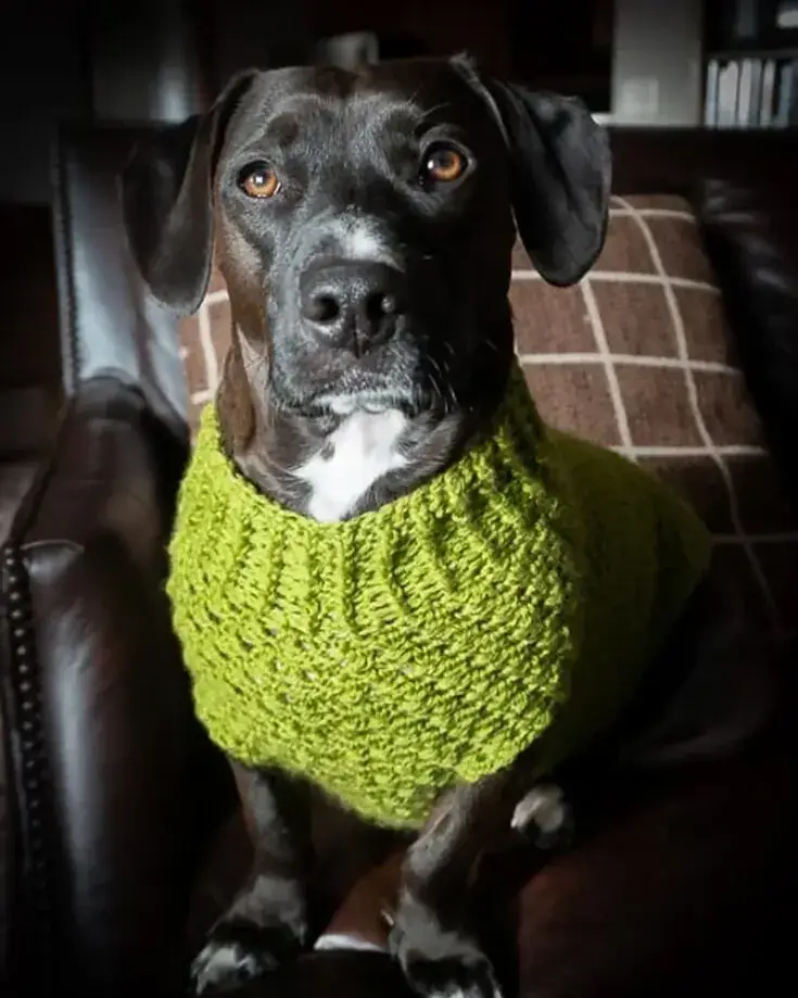 Roupinha de Crochê para Cachorro