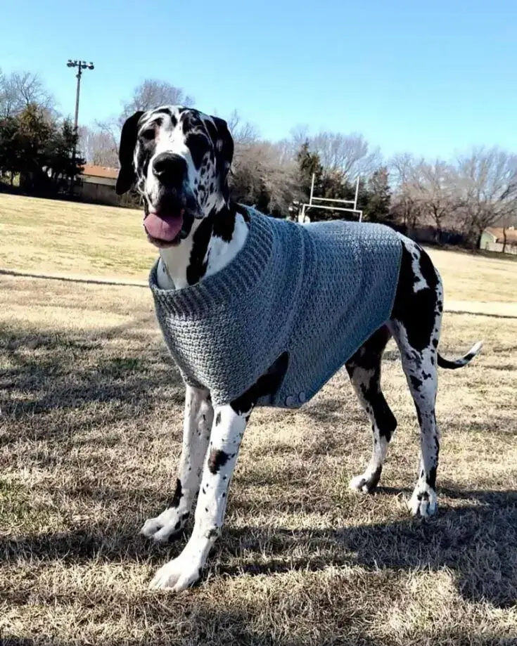 Roupinha de Crochê para Cachorro